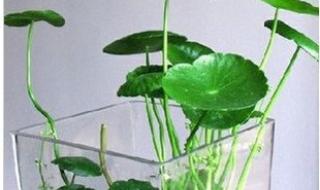 最能吸甲醛的植物 什么植物吸甲醛